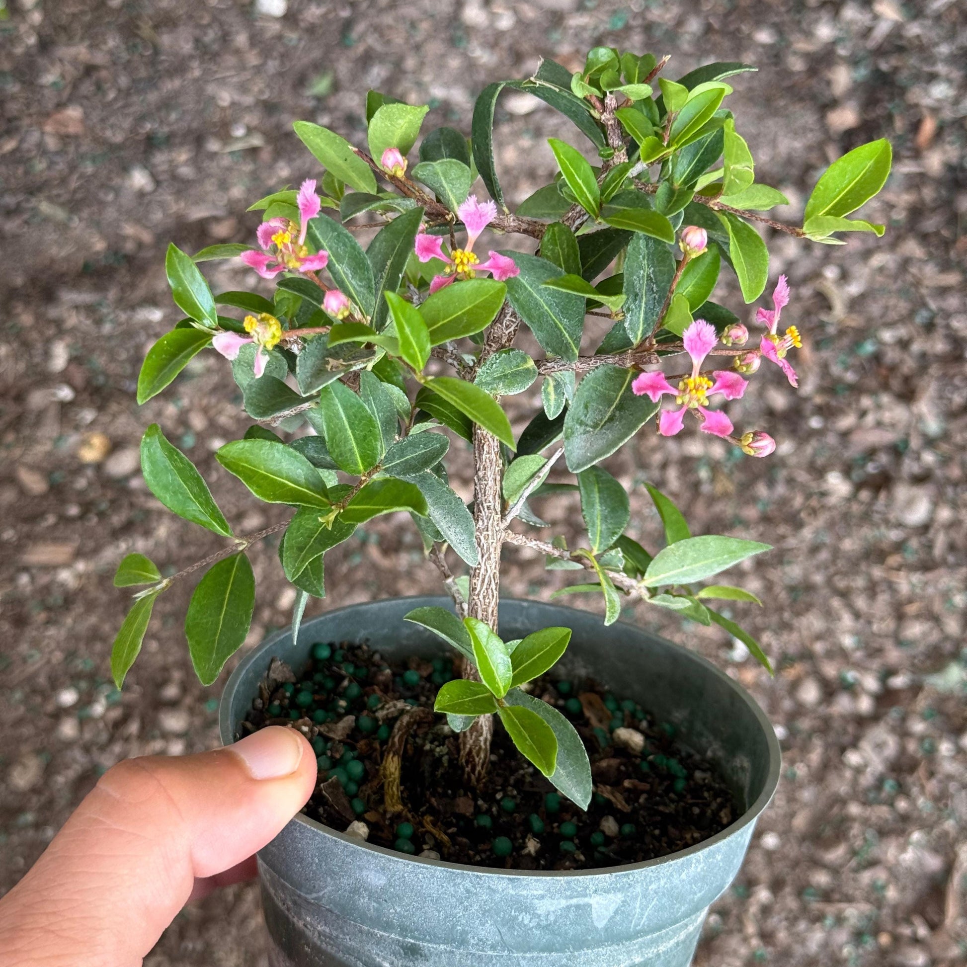 Barbados Cherry Bonsai Tree Live Plant | Malpighia Glabra | Indoor Bonsai Plants Outdoor Garden Gifts | Cherry Tree Houseplants | Starter