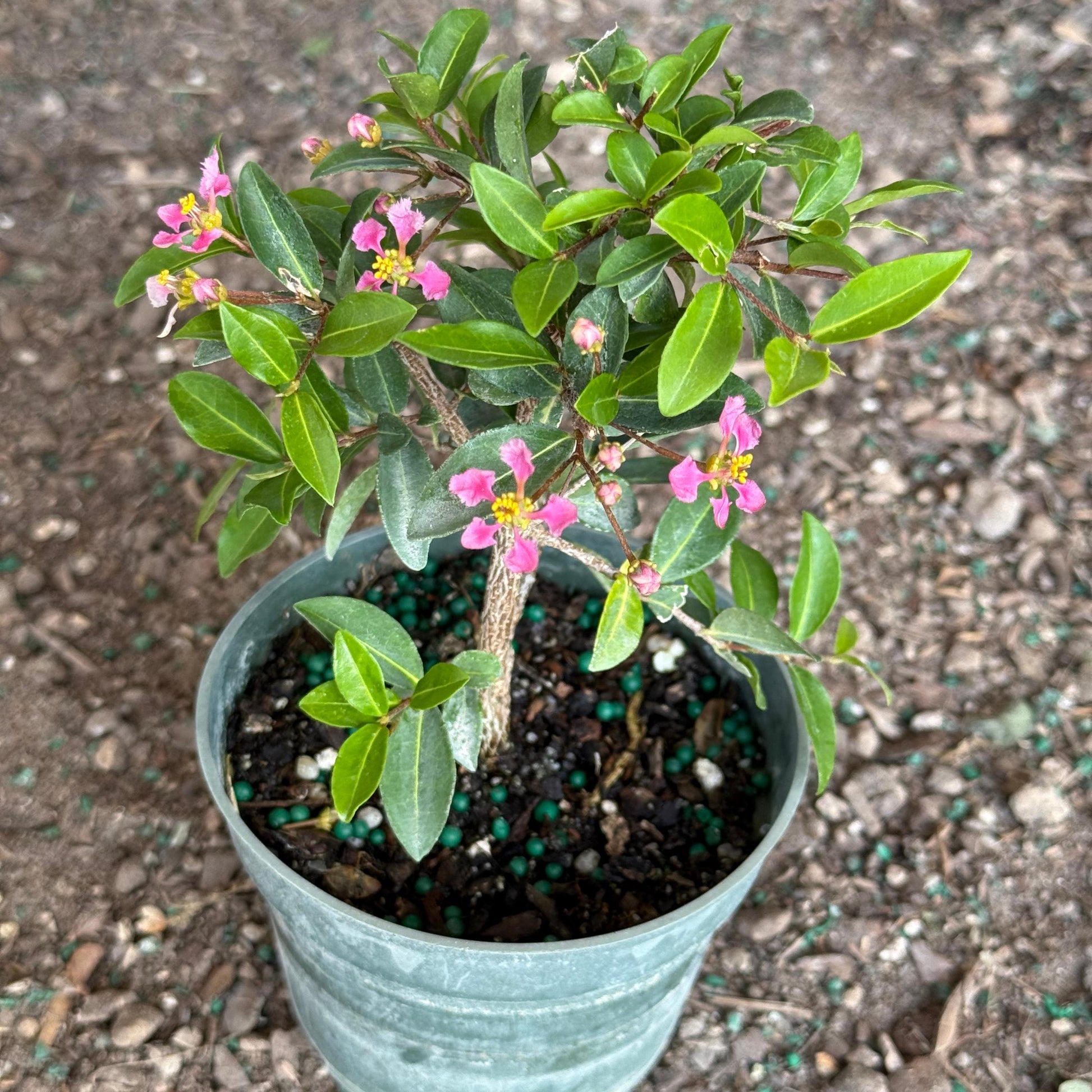 Barbados Cherry Bonsai Tree Live Plant | Malpighia Glabra | Indoor Bonsai Plants Outdoor Garden Gifts | Cherry Tree Houseplants | Starter