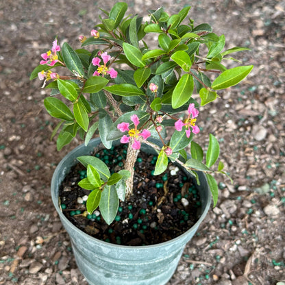 Barbados Cherry Bonsai Tree Live Plant | Malpighia Glabra | Indoor Bonsai Plants Outdoor Garden Gifts | Cherry Tree Houseplants | Starter