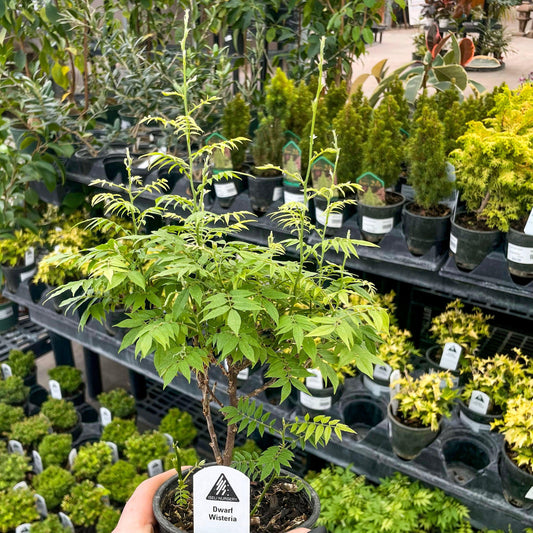 Pre-Bonsai, Hime Fuji Dwarf Wisteria, Live Plant - 4" Growers Pot