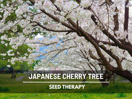 Cherry Tree, Japanese Flowering  - 10 Seeds - Heirloom Tree, Hill Cherry, Mountain Cherry, Yamazakurua (Prunus serrulata 'Spontanea')