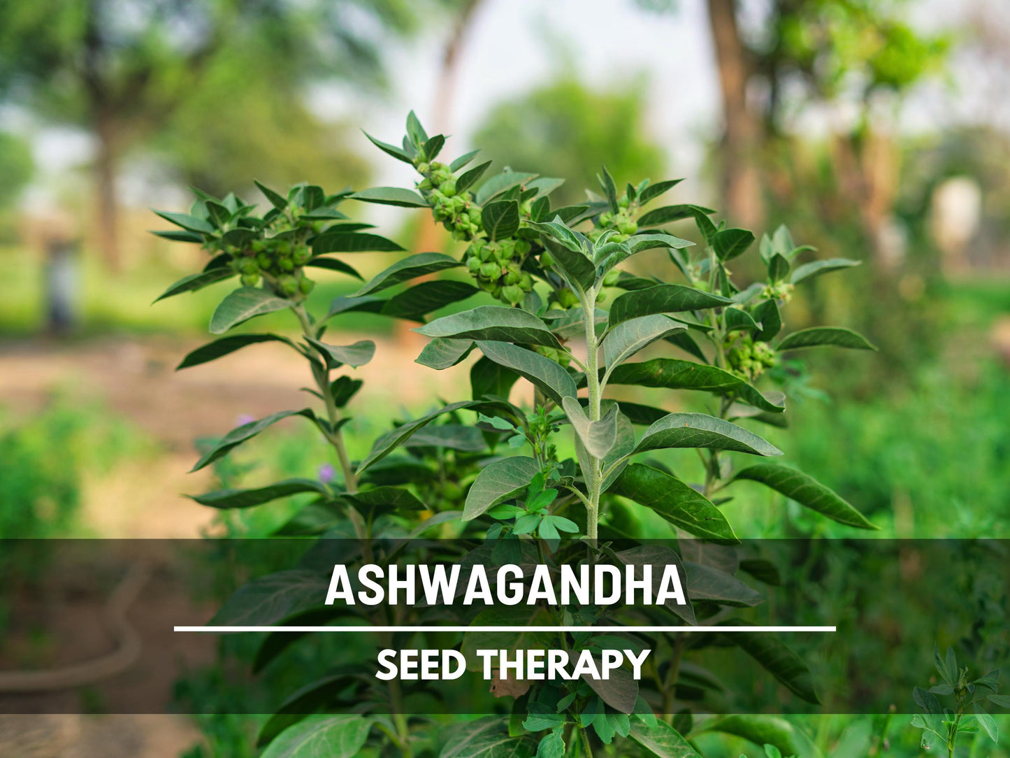 Ashwagandha Seeds – Heirloom Medicinal Herb, Indian Ginseng for Wellness, Apothecary and Therapeutic Gardens | 50 Seeds