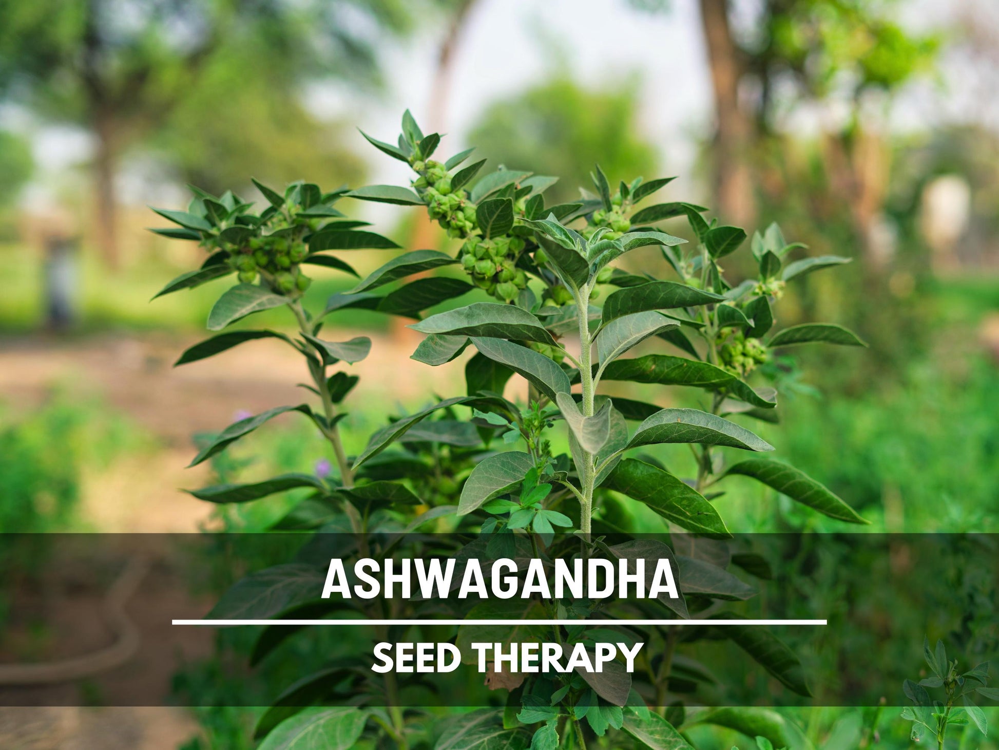 Ashwagandha Seeds – Heirloom Medicinal Herb, Indian Ginseng for Wellness, Apothecary and Therapeutic Gardens | 50 Seeds