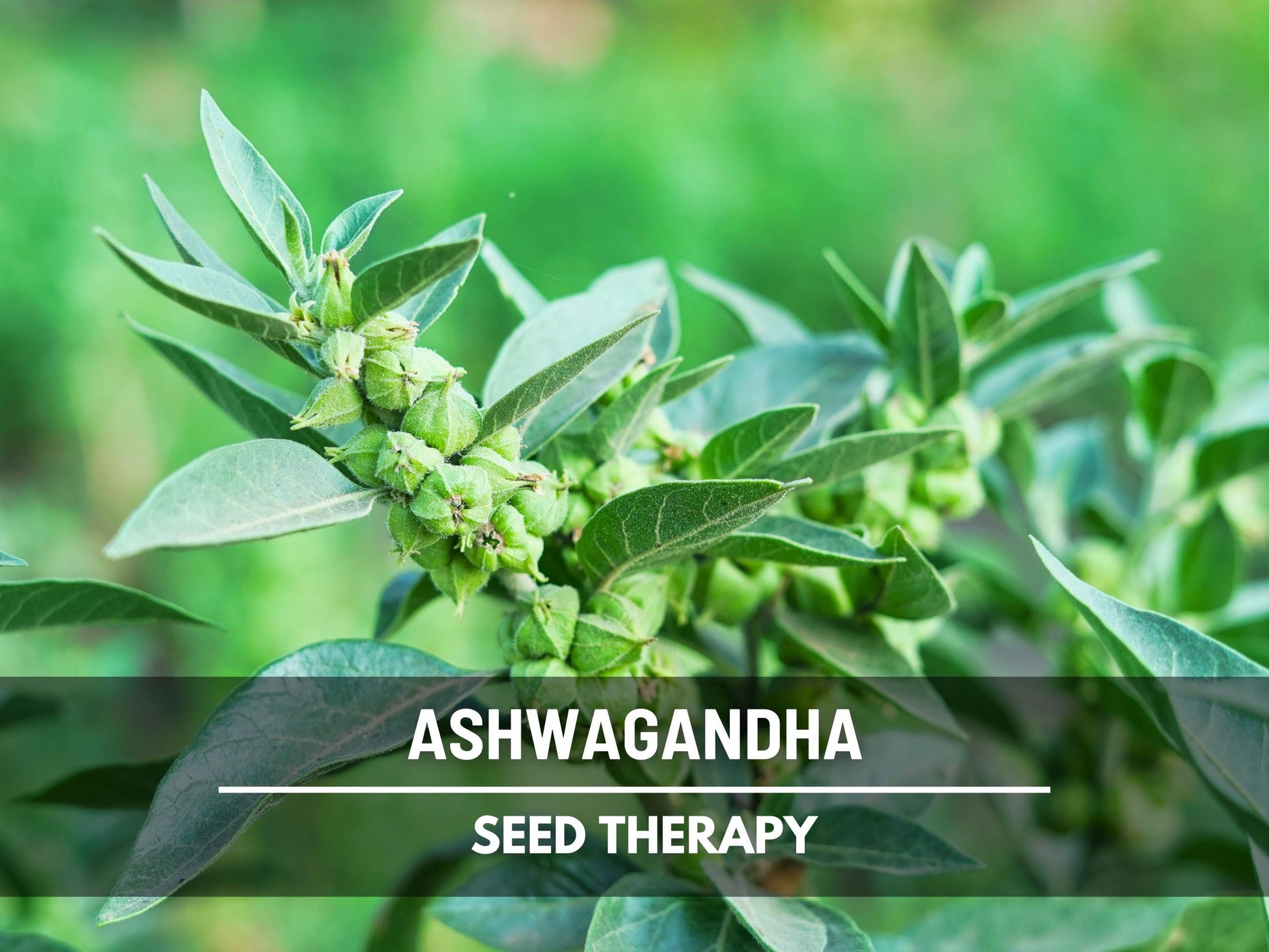 Ashwagandha Seeds – Heirloom Medicinal Herb, Indian Ginseng for Wellness, Apothecary and Therapeutic Gardens | 50 Seeds