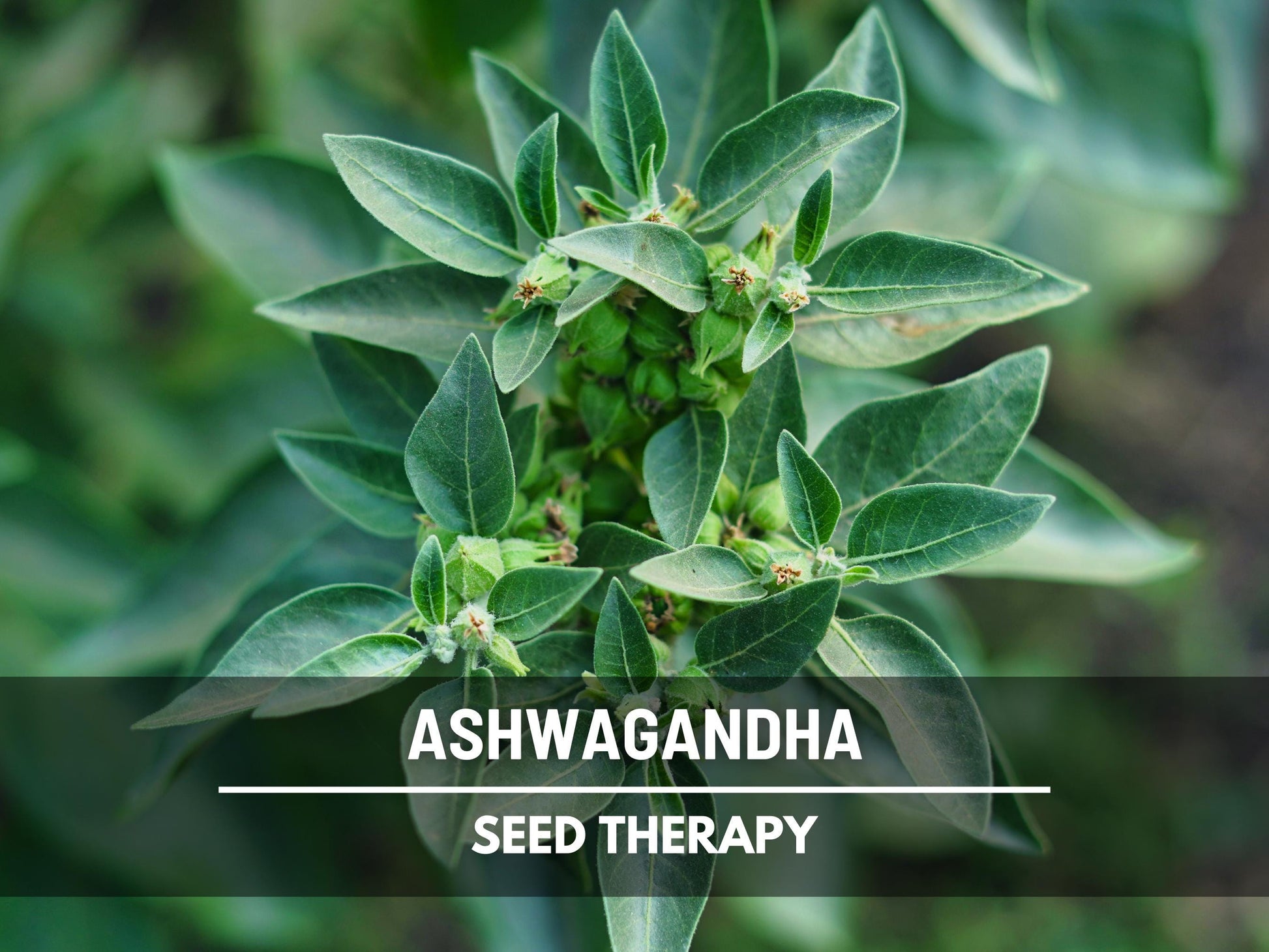 Ashwagandha Seeds – Heirloom Medicinal Herb, Indian Ginseng for Wellness, Apothecary and Therapeutic Gardens | 50 Seeds
