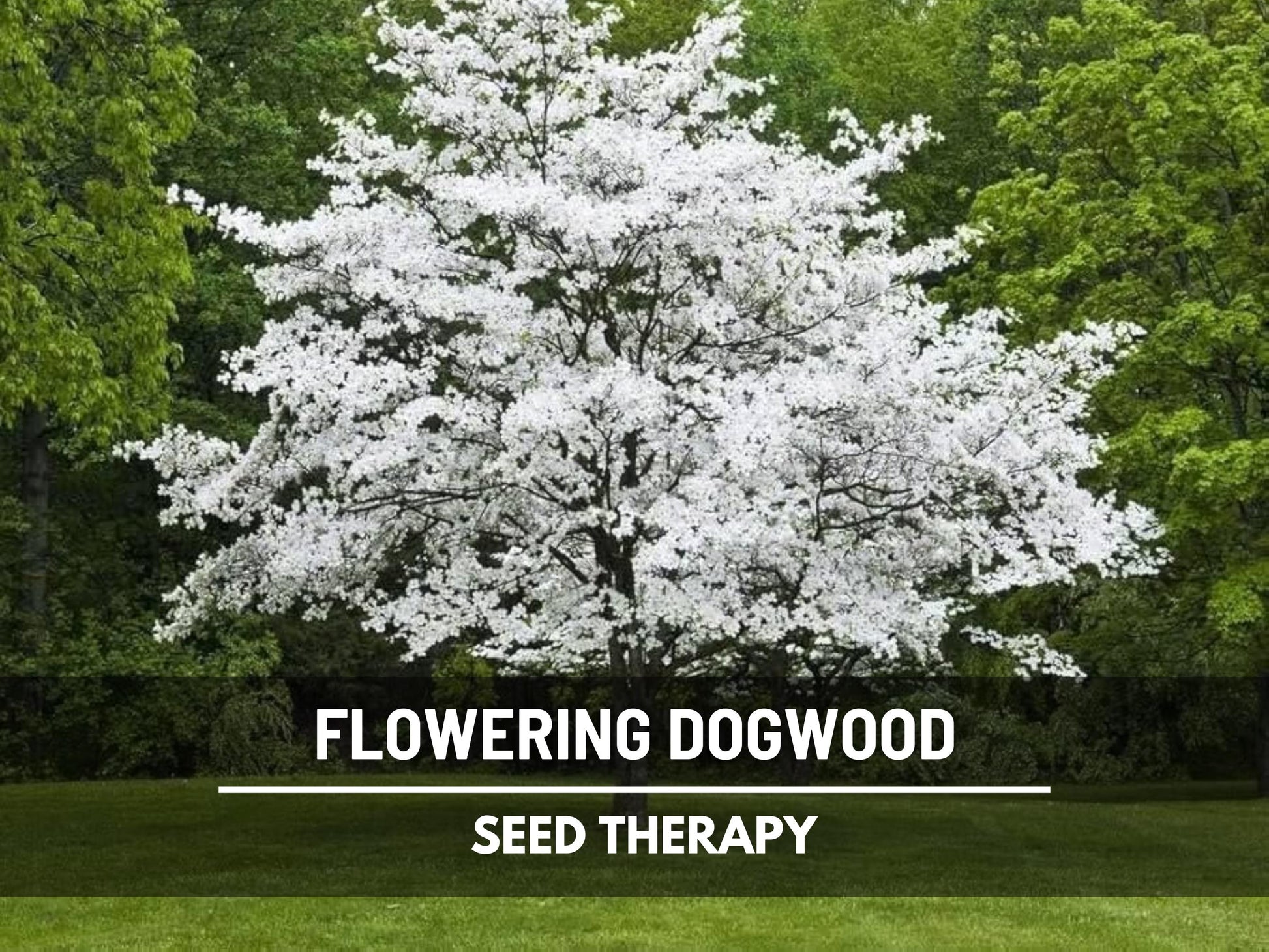 Dogwood, Flowering (White) - 20 Seeds - Heirloom Tree, Stunning White Blooms, Low Maintenance, Southern Charm (Cornus florida Southern)