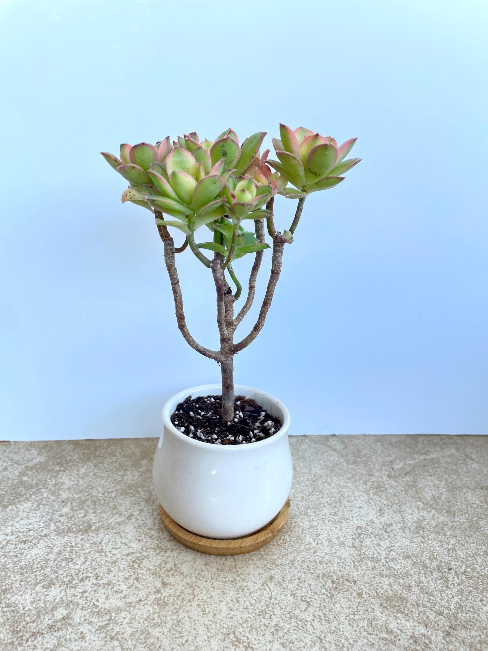 Kiwi Aeonium Succulent Bonsai