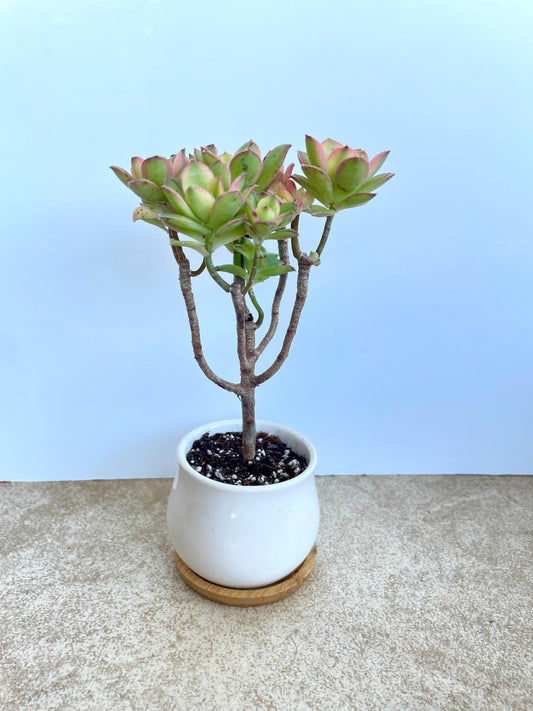 Kiwi Aeonium Succulent Bonsai