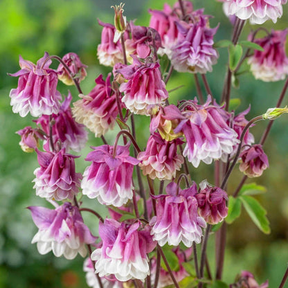 Pink Petticoat Columbine Seeds - Cold Resistant - Deciduous - Potted - Attracts pollinators - Plant in Late Summer to Early Fall - #103