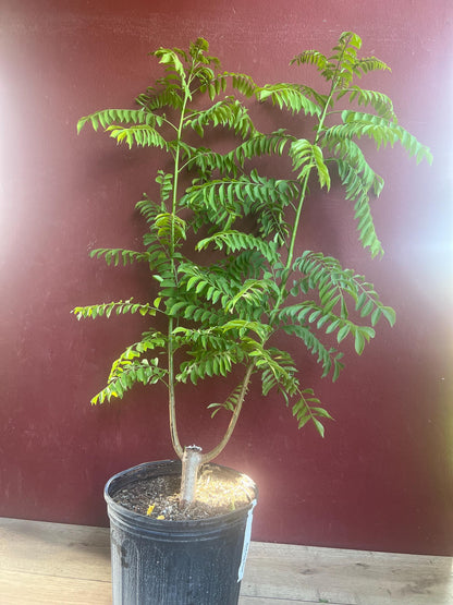 Large Red spanish. hog plum in 3 gallons pot, ciruela, jocote rojo, mombin tree