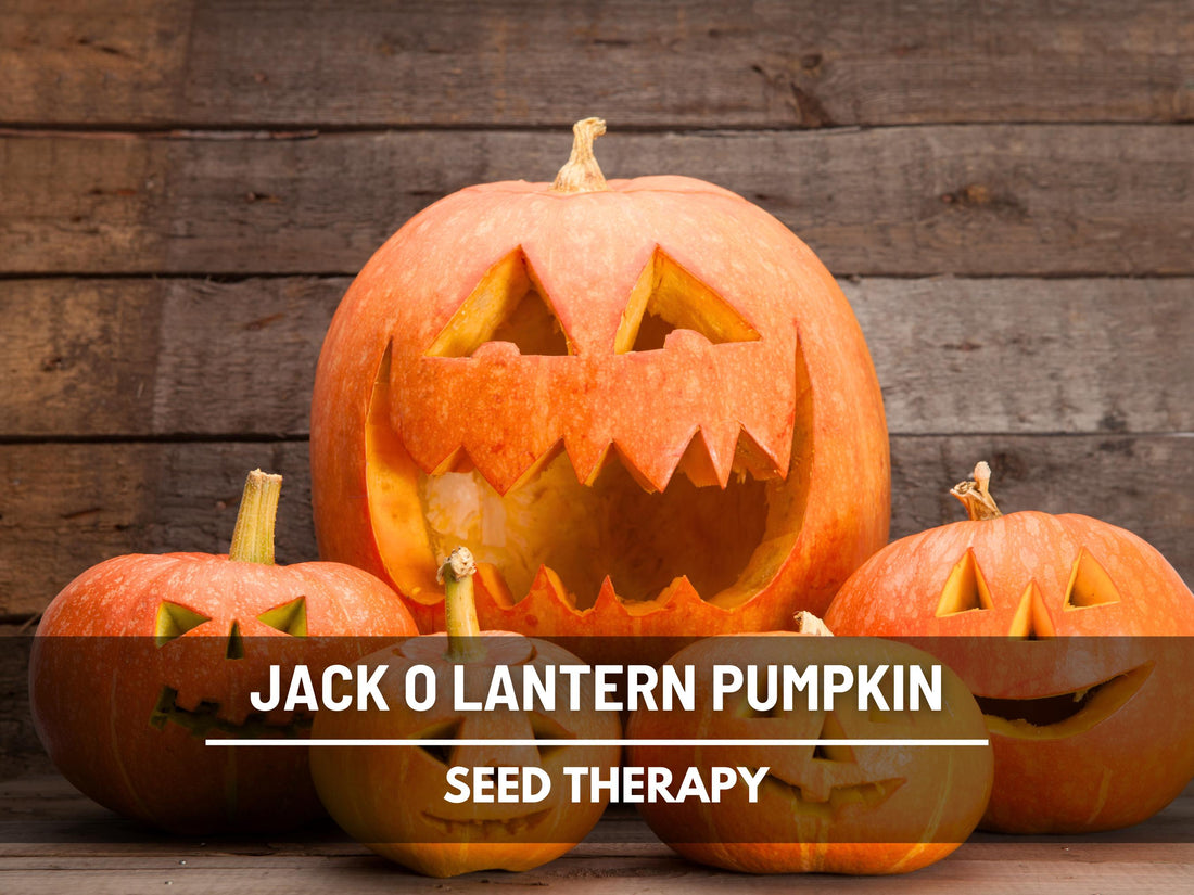 Jack O’Lantern Pumpkin Seeds – Heirloom Vegetable, Classic Carving Pumpkin, Non-GMO, Ideal for Halloween Decorations | 20 Seeds