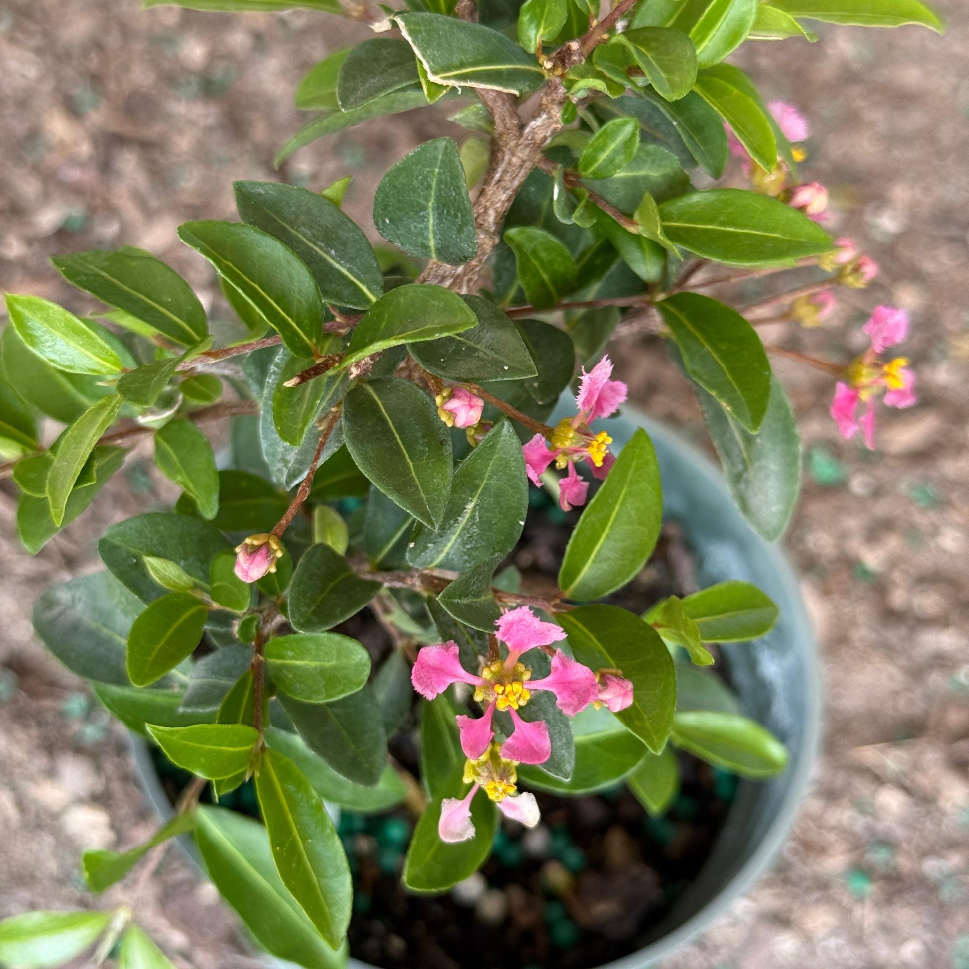 Barbados Cherry Bonsai Tree Live Plant | Malpighia Glabra | Indoor Bonsai Plants Outdoor Garden Gifts | Cherry Tree Houseplants | Starter