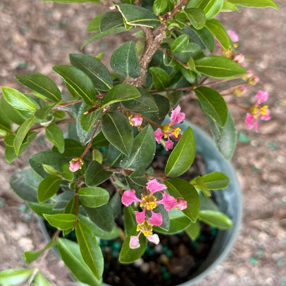 Barbados Cherry Bonsai Tree Live Plant | Malpighia Glabra | Indoor Bonsai Plants Outdoor Garden Gifts | Cherry Tree Houseplants | Starter