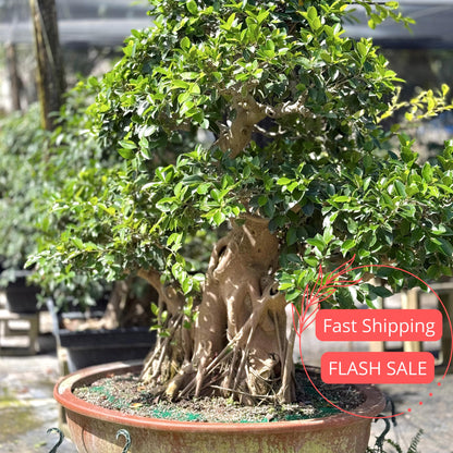 Barbados Cherry Bonsai Tree Live Plant | Malpighia Glabra | Indoor Bonsai Plants Outdoor Garden Gifts | Cherry Tree Houseplants | Starter
