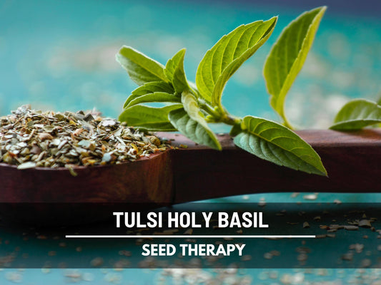 Holy Basil Seeds (Tulsi, Kapoor) – Heirloom Sacred Herb, Easy to Grow, Top Choice for Home Apothecaries & Tea | 250 Seeds