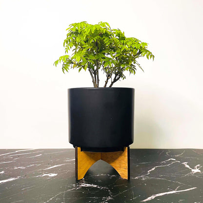 Pre-Bonsai, Hime Fuji Dwarf Wisteria, Live Plant - 4" Growers Pot