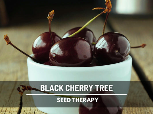 Cherry, Black (Cherry Tree) - 15 Seeds - Heirloom Fruit - Open Pollinated - Non-GMO (Prunus serotina)