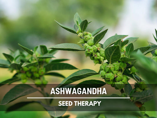 Ashwagandha Seeds – Heirloom Medicinal Herb, Indian Ginseng for Wellness, Apothecary and Therapeutic Gardens | 50 Seeds