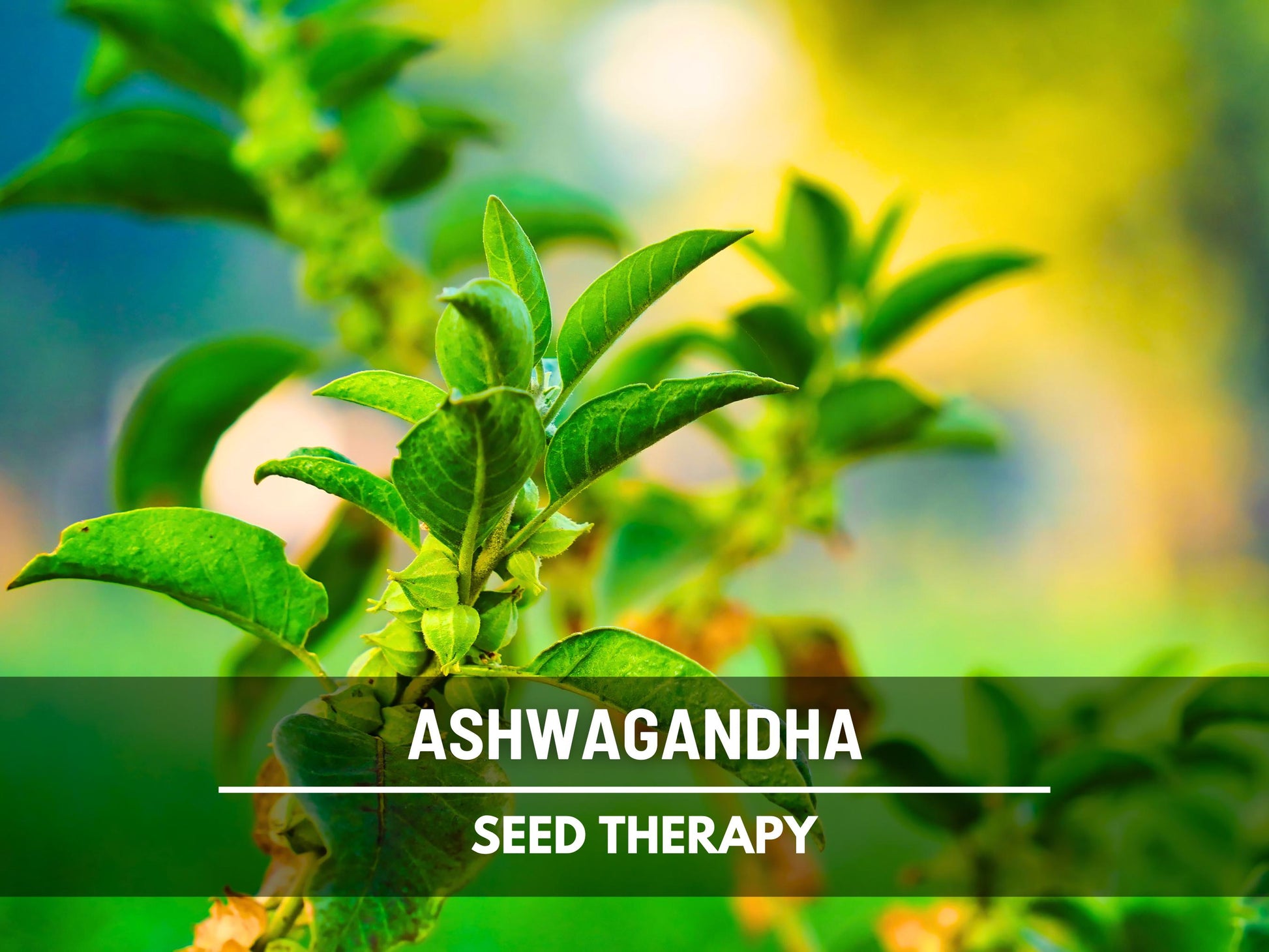 Ashwagandha Seeds – Heirloom Medicinal Herb, Indian Ginseng for Wellness, Apothecary and Therapeutic Gardens | 50 Seeds