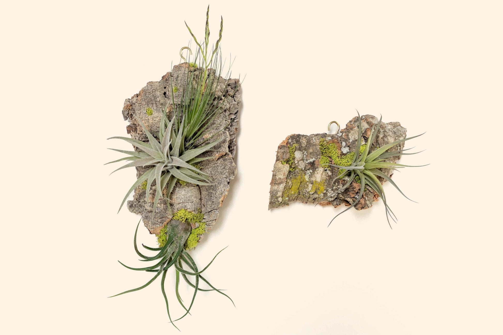 Fully Assembled Air Plant Cork Bark Displays - Multiple Sizes - Live Hanging Garden - 30 Day Air Plant Guarantee - FAST SHIPPING