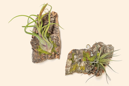 Fully Assembled Air Plant Cork Bark Displays - Multiple Sizes - Live Hanging Garden - 30 Day Air Plant Guarantee - FAST SHIPPING