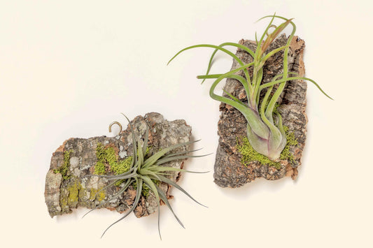 Fully Assembled Air Plant Cork Bark Displays - Multiple Sizes - Live Hanging Garden - 30 Day Air Plant Guarantee - FAST SHIPPING