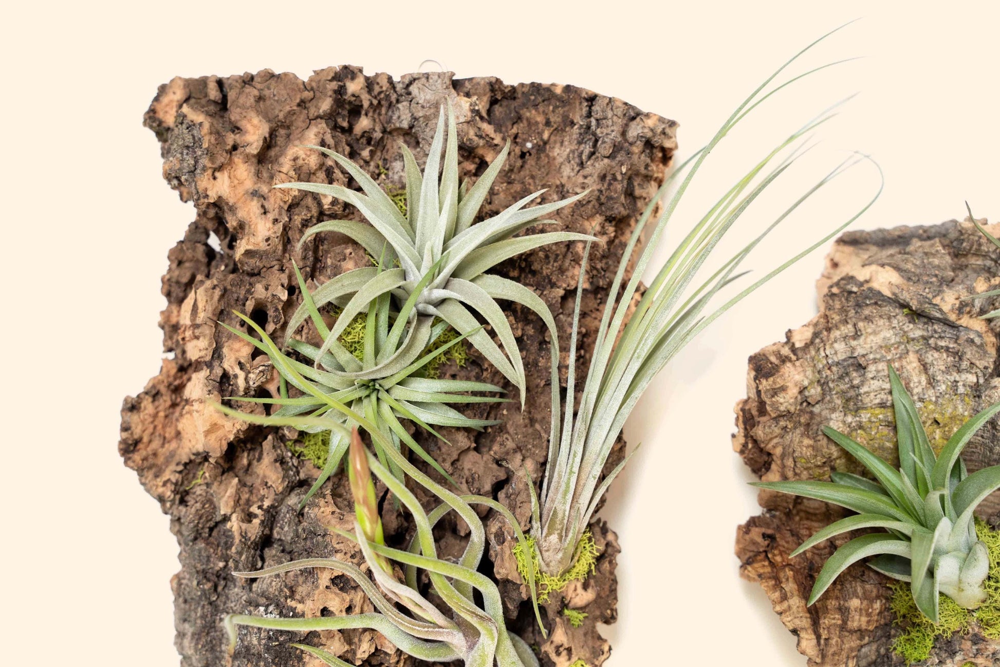 Fully Assembled Air Plant Cork Bark Displays - Multiple Sizes - Live Hanging Garden - 30 Day Air Plant Guarantee - FAST SHIPPING