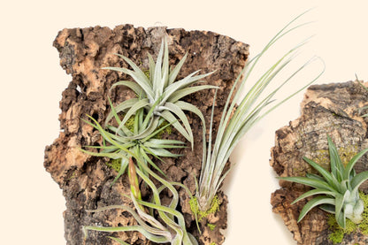Fully Assembled Air Plant Cork Bark Displays - Multiple Sizes - Live Hanging Garden - 30 Day Air Plant Guarantee - FAST SHIPPING