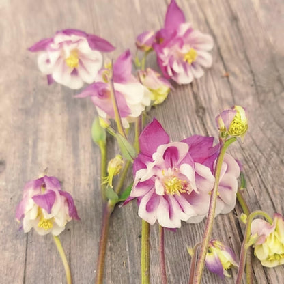 Pink Petticoat Columbine Seeds - Cold Resistant - Deciduous - Potted - Attracts pollinators - Plant in Late Summer to Early Fall - #103
