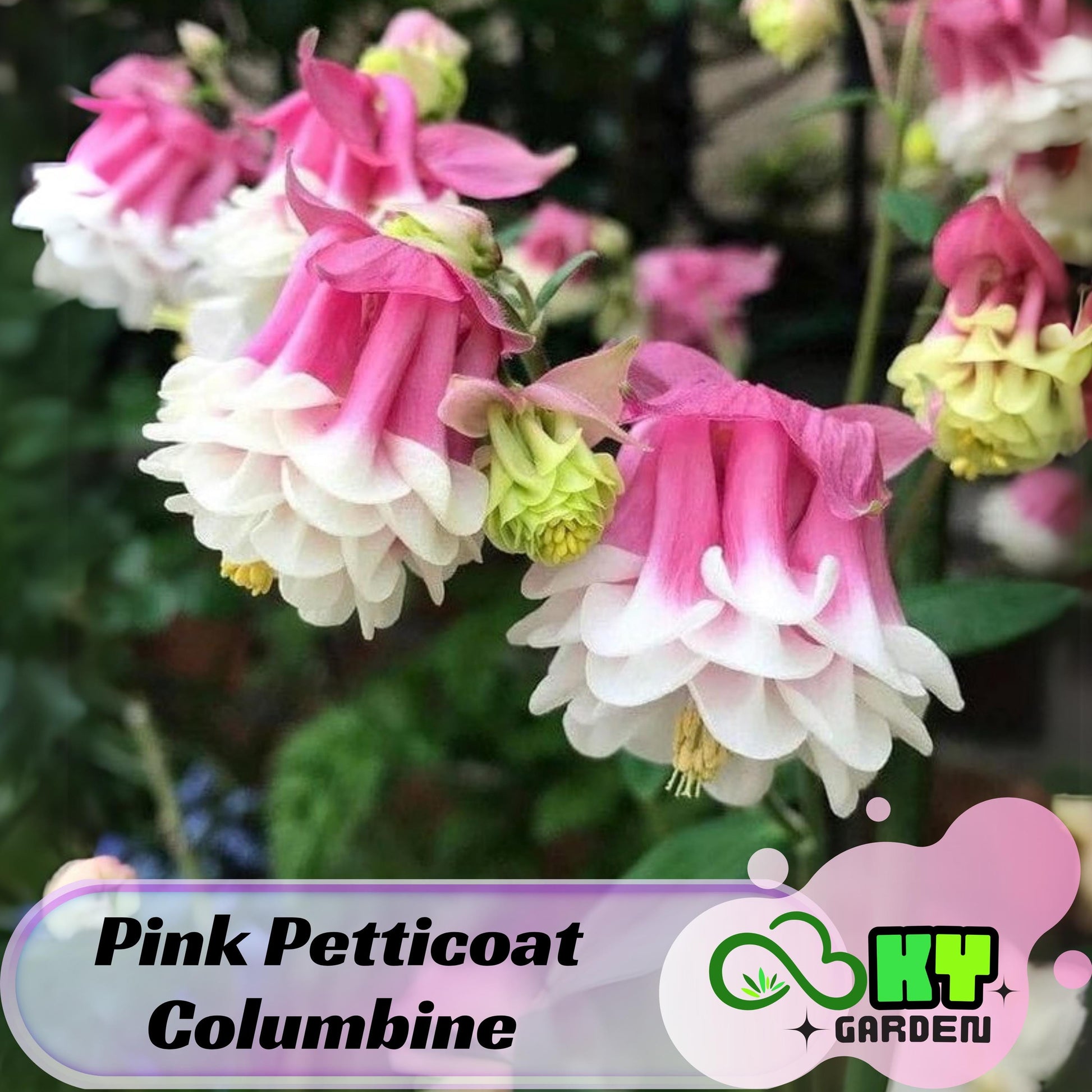 Pink Petticoat Columbine Seeds - Cold Resistant - Deciduous - Potted - Attracts pollinators - Plant in Late Summer to Early Fall - #103
