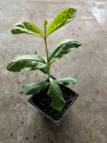 A King Kong guava tree live in a 4’’ pot/white inside / 8” tall with pot