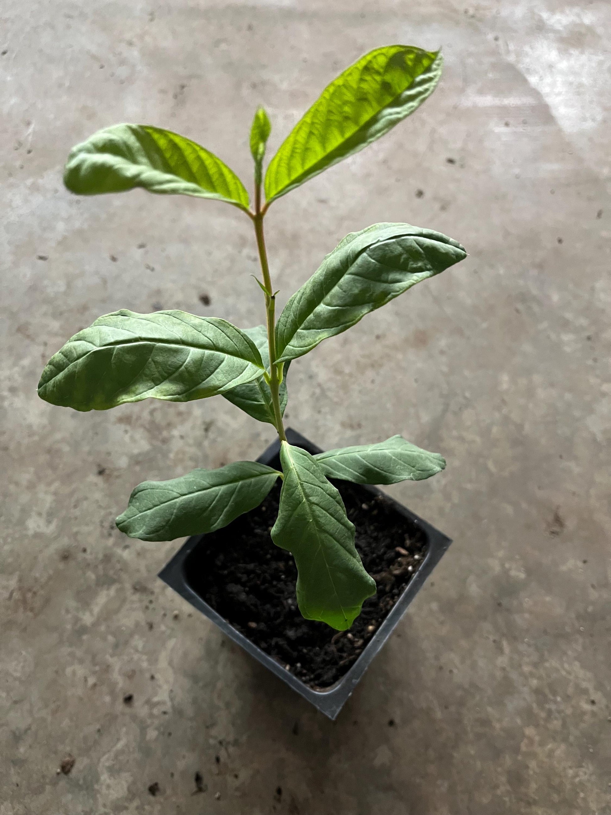 A King Kong guava tree live in a 4’’ pot/white inside / 8” tall with pot