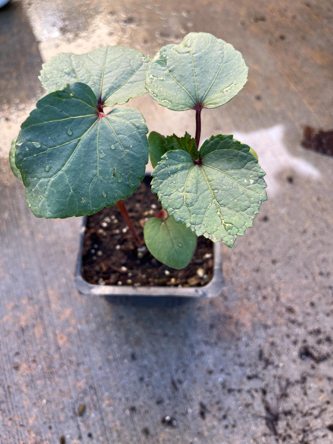 2 plants in a 4" pot/ red okra /green orka/ organic growth