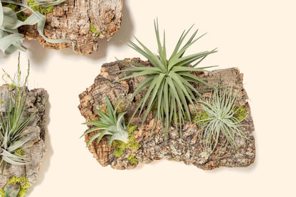 Fully Assembled Air Plant Cork Bark Displays - Multiple Sizes - Live Hanging Garden - 30 Day Air Plant Guarantee - FAST SHIPPING