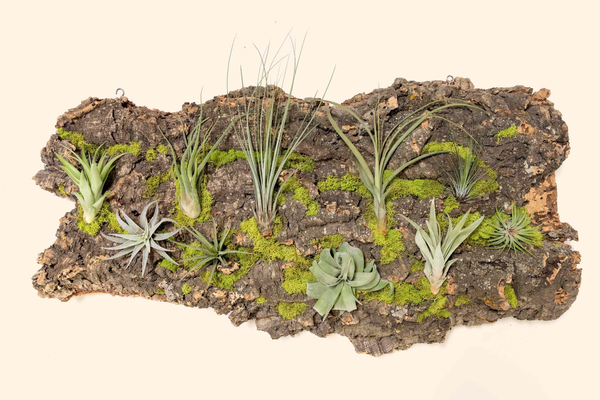 Fully Assembled Air Plant Cork Bark Displays - Multiple Sizes - Live Hanging Garden - 30 Day Air Plant Guarantee - FAST SHIPPING