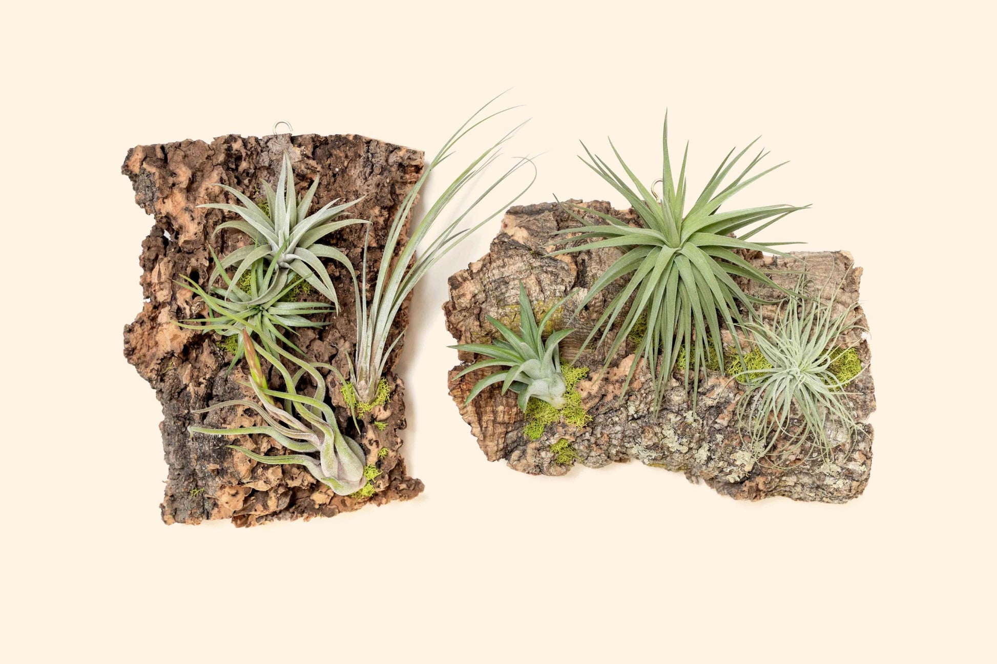 Fully Assembled Air Plant Cork Bark Displays - Multiple Sizes - Live Hanging Garden - 30 Day Air Plant Guarantee - FAST SHIPPING