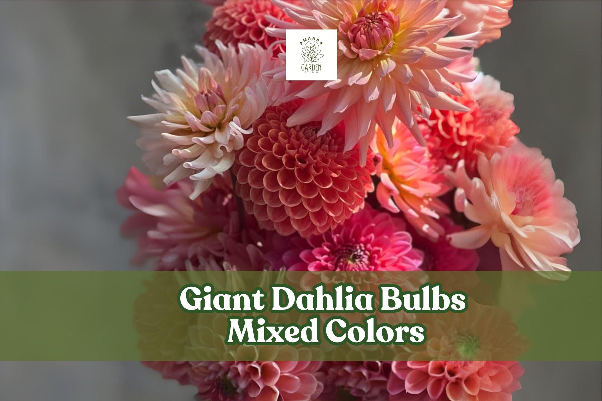 5 Giant Dahlia Bulbs – Mixed Colors – Large Flowering Tubers for Planting