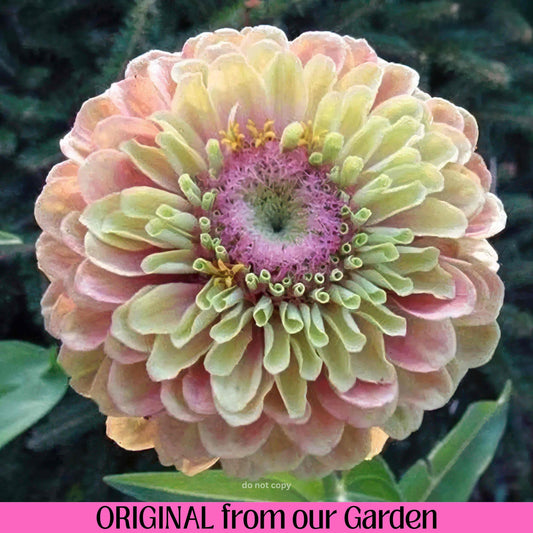 Queen Lime Blush Zinnia seeds, Untreated Heirloom Seeds, Pollinator Flowers Bouquet Cut Flower Easy to Grow