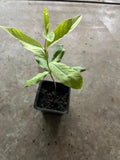 A King Kong guava tree live in a 4’’ pot/white inside / 8” tall with pot