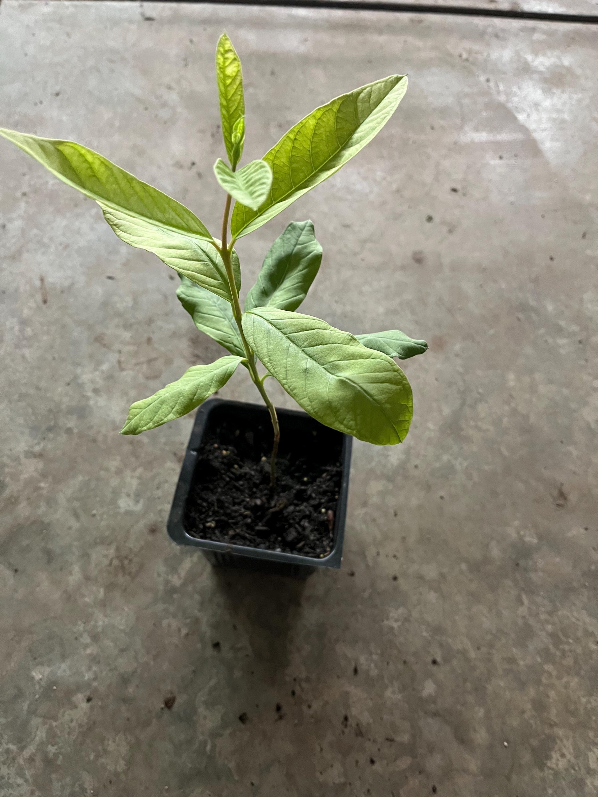 A King Kong guava tree live in a 4’’ pot/white inside / 8” tall with pot