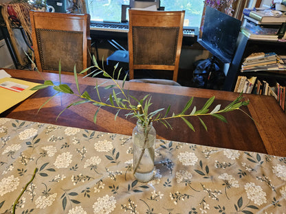 Basket Willow Tree Cuttings - Fast Rooting Decor for Propagation Stations, Living Screens, and Basket Crafting - Grow your own home decor!