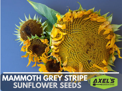 Mammoth Grey Stripe Heirloom Sunflower Seeds - Open Pollinated, Flower Seeds, Non-GMO