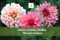 5 Giant Dahlia Bulbs – Mixed Colors – Large Flowering Tubers for Planting