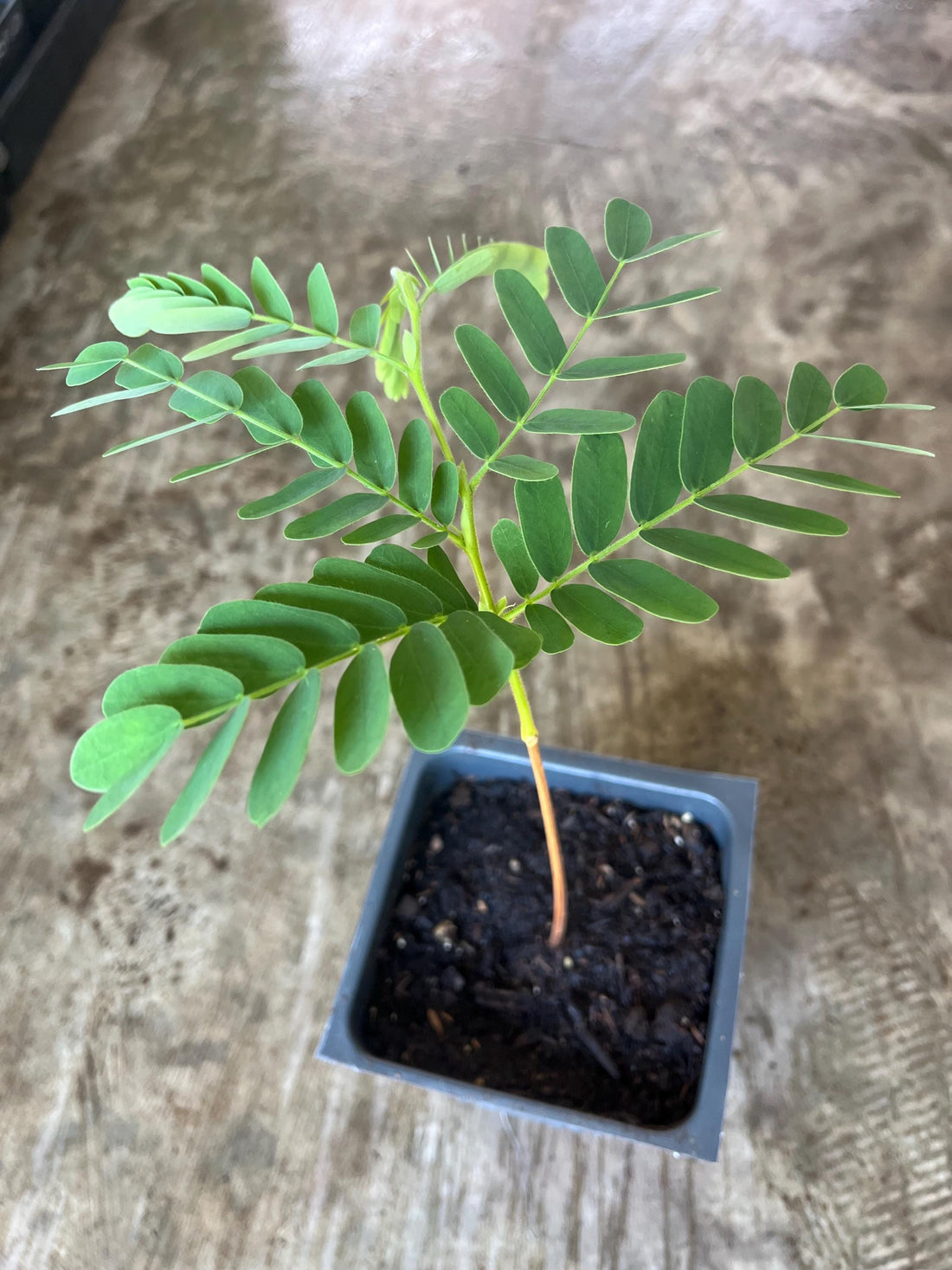 A Tamarind live plant in a 4’’ pot /seedlings /