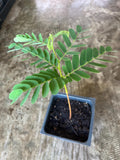 A Tamarind live plant in a 4’’ pot /seedlings /