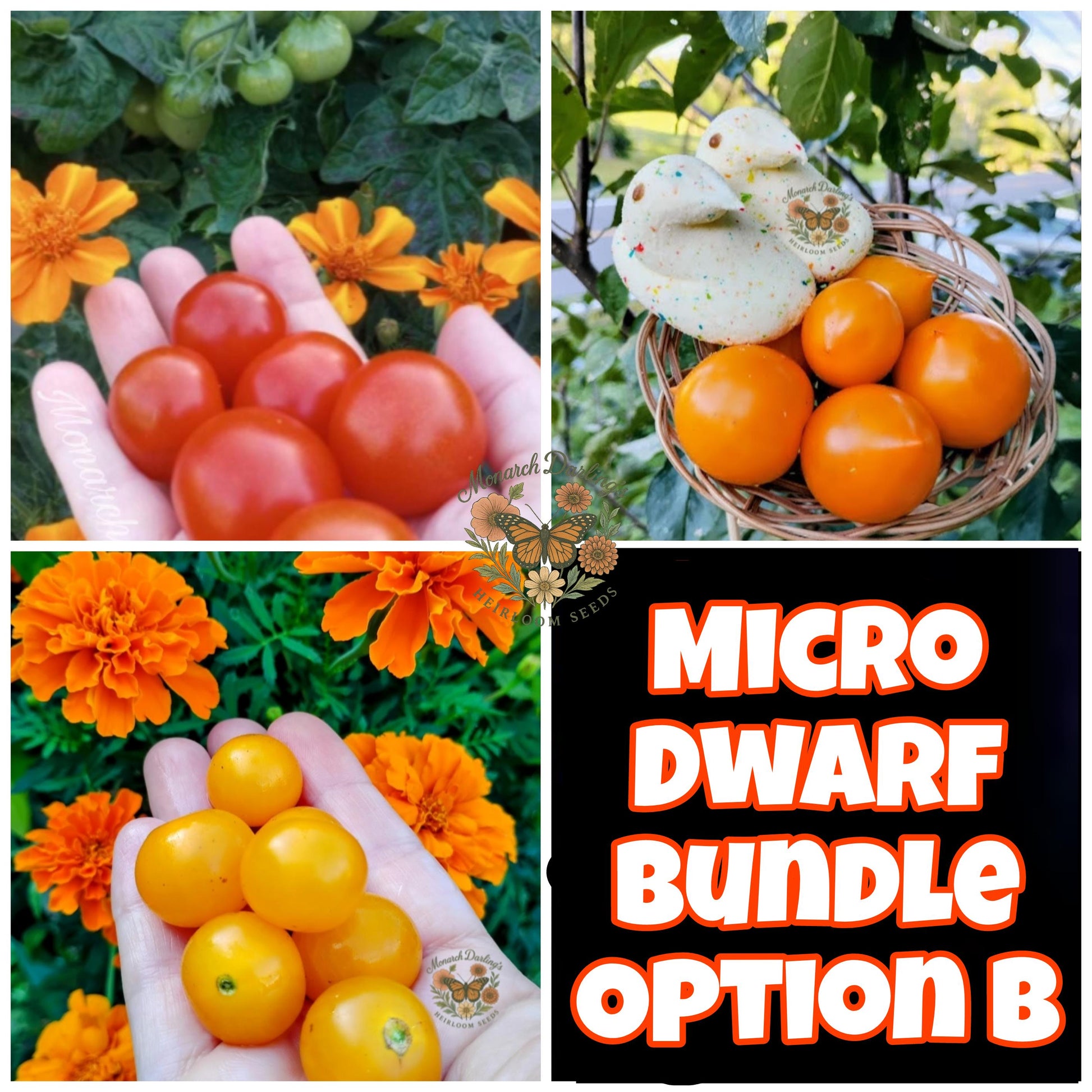 Micro Dwarf Tomato Bundles, 9 Variations, Check Description for Variation Guide.