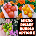 Micro Dwarf Tomato Bundles, 9 Variations, Check Description for Variation Guide.