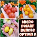 Micro Dwarf Tomato Bundles, 9 Variations, Check Description for Variation Guide.
