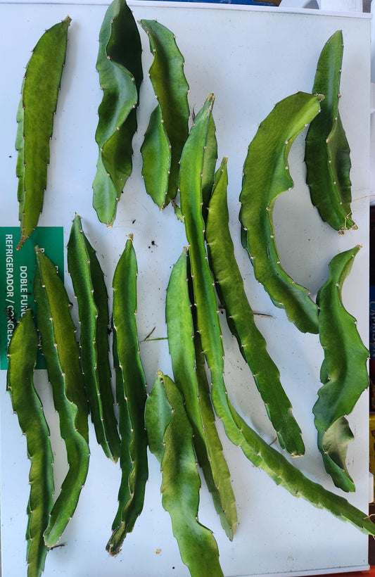 American beauty dragon fruit pitaya cutting 2-3 cuttings totaling atleast 20 inches in length