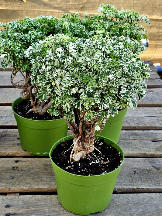 Aralia Ming Gold Bonsai Tree: Rare Potted Houseplant